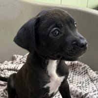 MEL, chienne à adopter