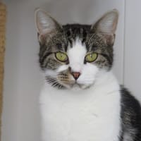 OPALE, chatte à adopter