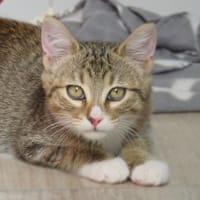 SPAGHETTI (réservée), chatte à adopter