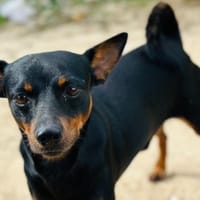 YUKI, chien à adopter
