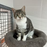 TERMIK, chatte à adopter