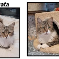 AGATA (Réservée), chatte à adopter
