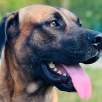 Ti KADOR, chien à adopter