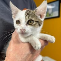MAIKA, chatte à adopter