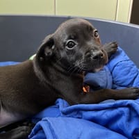 TILYANA, chienne à adopter