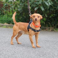 CARAMEL HAA24620, chien à adopter