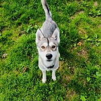 VAI QCN, chienne à adopter