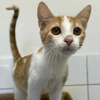 SUN, chatte à adopter