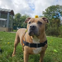 RUBY PAA23017, chienne à adopter