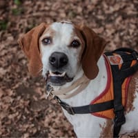 obiwan, chien à adopter