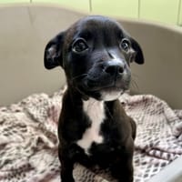 GRIBOUILLE, chienne à adopter