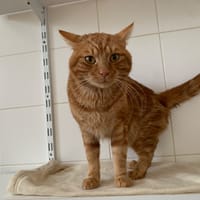 Batman, chat à adopter