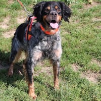 REX HAA24606, chien à adopter