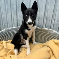 SYDNEY, chien à adopter