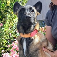 ANANAS, chienne à adopter