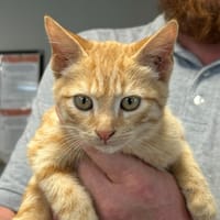 CHROU, chat à adopter
