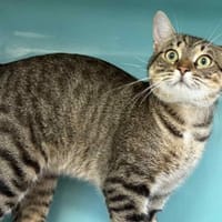 KENZO, chat à adopter