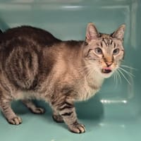 Floki, chat à adopter