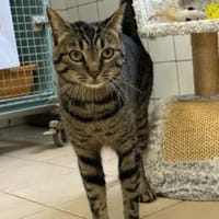 NEMO, chat à adopter