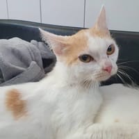 NAIMIRI, chatte à adopter