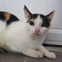 ALKOOMIE CHA, chatte à adopter