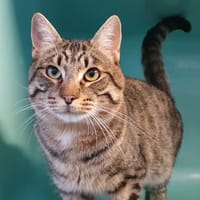 GRISOU CHA, chat à adopter