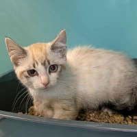 HELVELLE QCT (reserve), chat à adopter