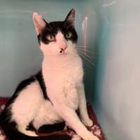 Kentucky, chat à adopter