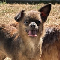 Evoli, chienne à adopter