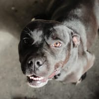 LEGEND, chienne à adopter