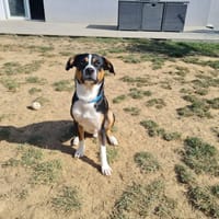 ATLAS, chien à adopter