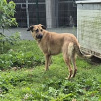OLGA, chienne à adopter