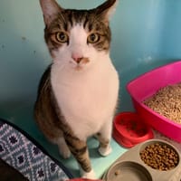 COOKIE, chat à adopter