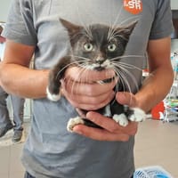RICOH, chat à adopter