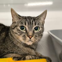 Simea, chatte à adopter