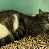 SHARK, chatte à adopter