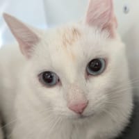 Vaiana, chatte à adopter