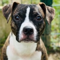DOKY, chien à adopter