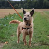 COOKIE HAA24623, chienne à adopter