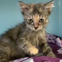 FRIMOUSSE, chatte à adopter