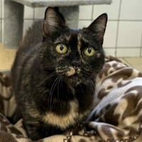 CHOUPETTE, chatte à adopter