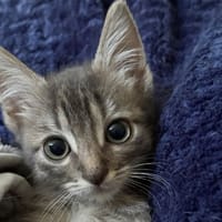 Arthur, chat à adopter