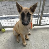 ORSOU, chien à adopter