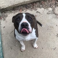 Canaille, chienne à adopter