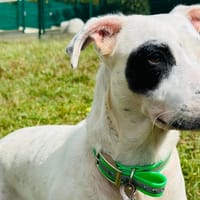 ZOOEY, chienne à adopter