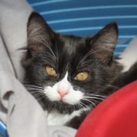 PAELLA (Réservée), chatte à adopter