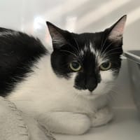 Sina, chatte à adopter