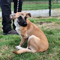DIKA, chienne à adopter