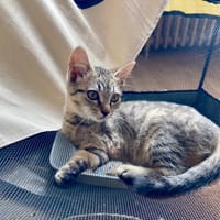 POLINA, chatte à adopter