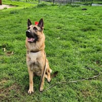 ENOKI QCN, chien à adopter